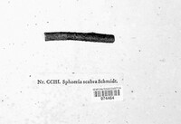 Herpotrichia pinetorum image
